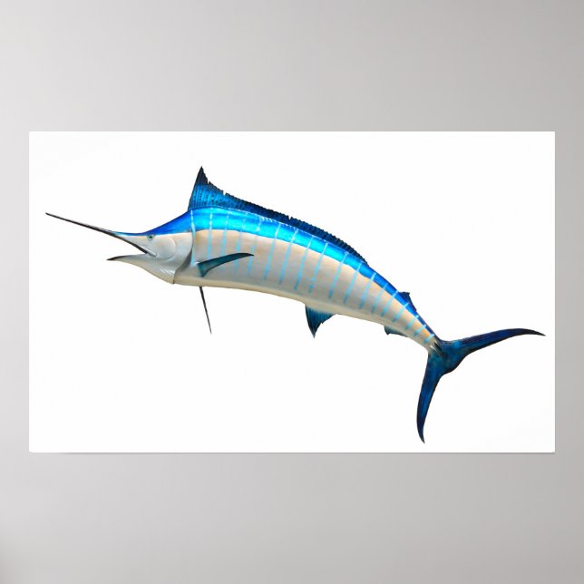Affiches Poisson Blue Marlin (Devant)