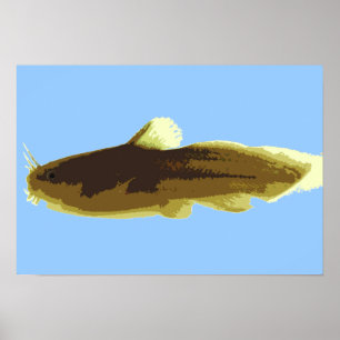 Affiches Poisson-chat Tadpole Madtom