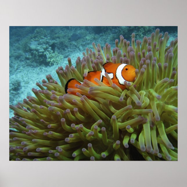 Affiches Poisson clown ( Amphiprion ocellaris ) (Devant)