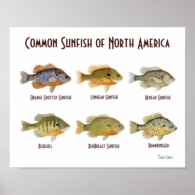 Affiches Poisson commun de l'Amérique du Nord. (Devant)