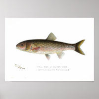 Poisson d'automne ou bouillie d'argent