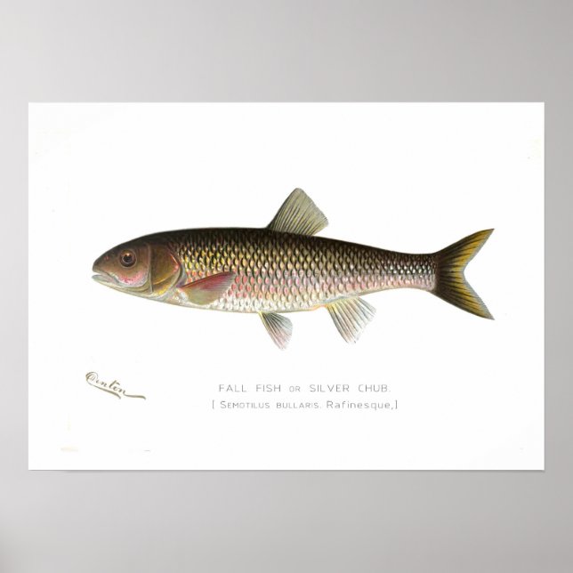 Affiches Poisson d'automne ou bouillie d'argent (Devant)