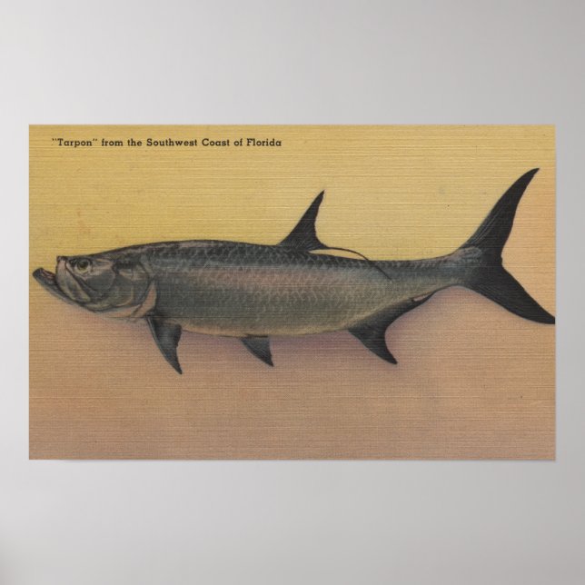 Affiches Poisson de Tarpon de la côte sud de FlorideFloride (Devant)