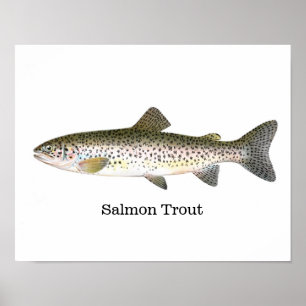 Affiches Poisson de truite saumon