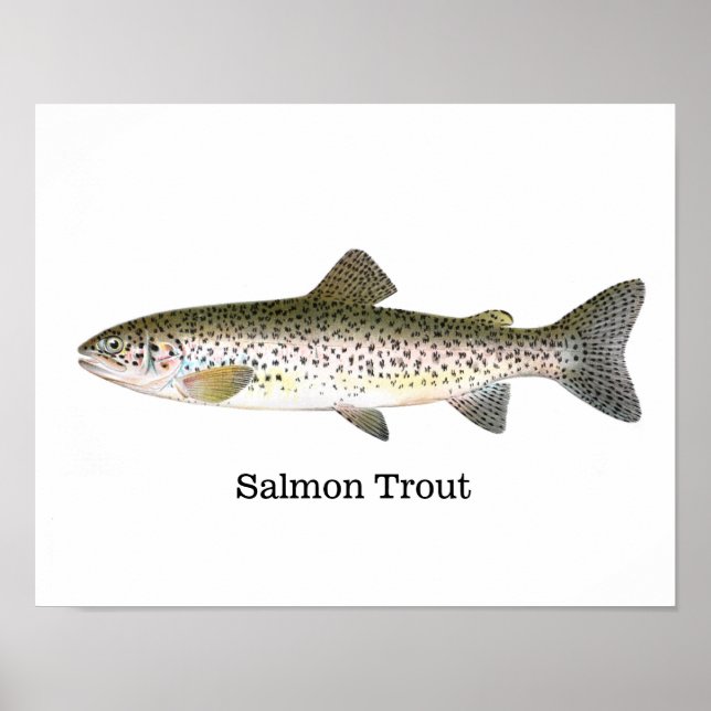 Affiches Poisson de truite saumon (Devant)