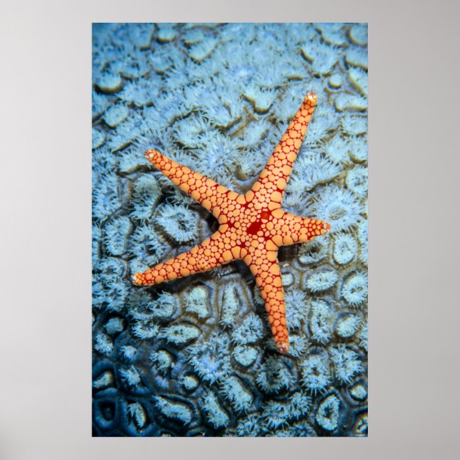 Affiches Poisson D'Épée Sur Un Corail Aux Politiches (Devant)