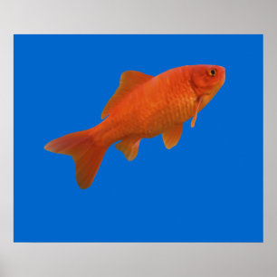 Affiches Poisson d'or