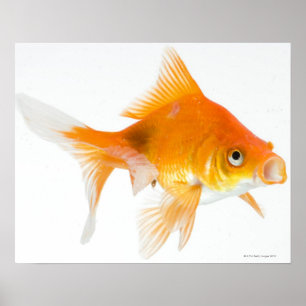 Affiches Poisson d'or sur arrière - plan blanc
