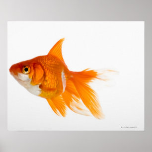 Affiches Poisson d'or, vue latérale