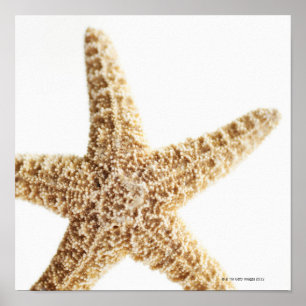 Affiches Poisson étoile