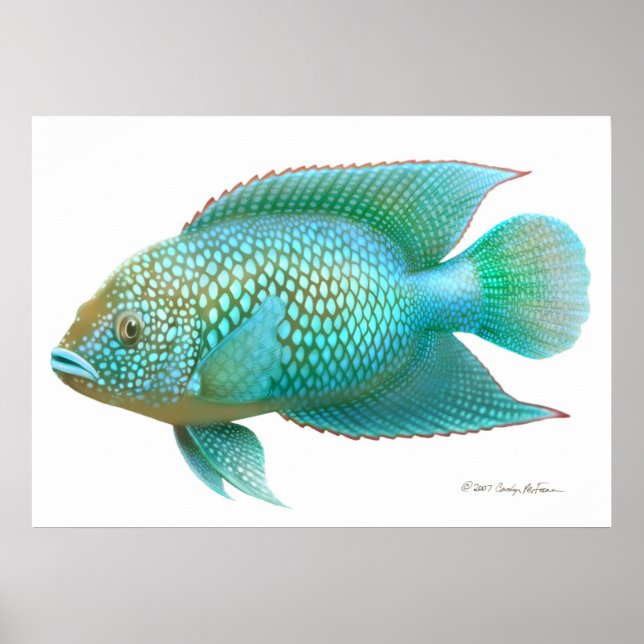 Affiches Poisson Jack Dempsey Cichlid Imprimer (Devant)