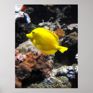 Affiches Poisson jaune Tang