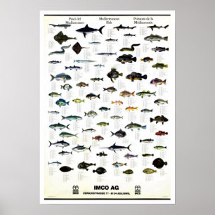 Affiches Poisson méditerranéen Repro Vintage. Imprimer
