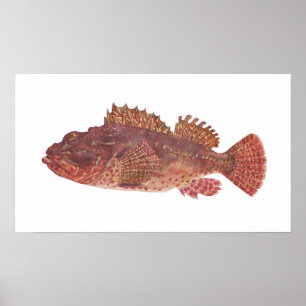 Affiches Poisson - Morue de Red Rock - Scorpaena cardinalis