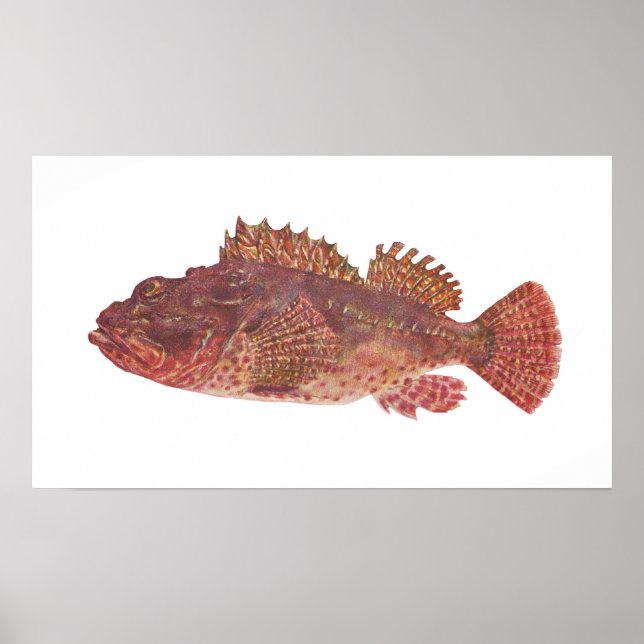 Affiches Poisson - Morue de Red Rock - Scorpaena cardinalis (Devant)