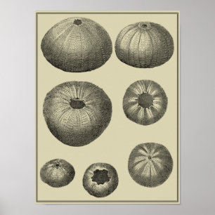 Affiches Poisson noir et blanc