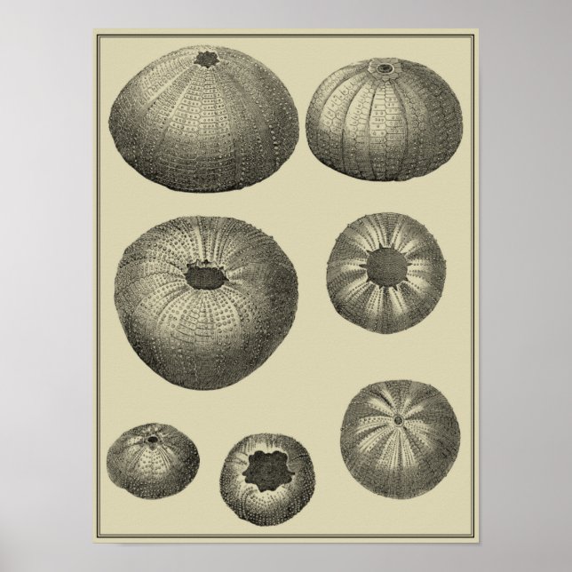 Affiches Poisson noir et blanc (Devant)