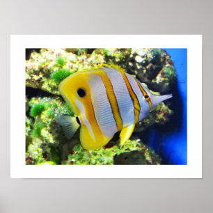 Affiches Poisson papillon