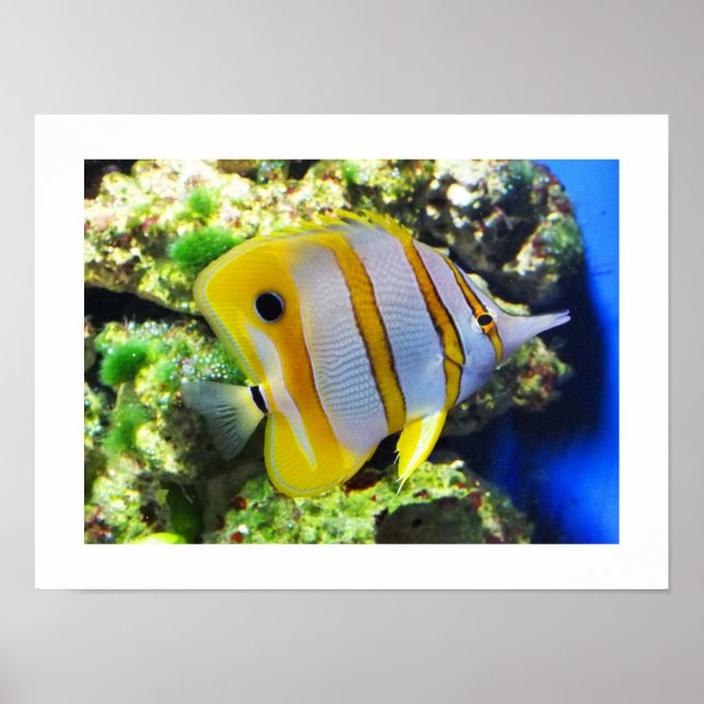 Affiches Poisson papillon (Devant)