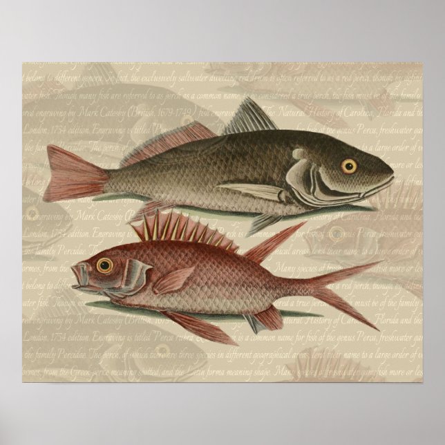 Affiches Poisson Perche rouge Art pêcheur (Devant)