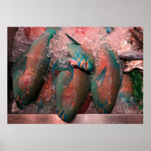 Affiches Poisson perroquet