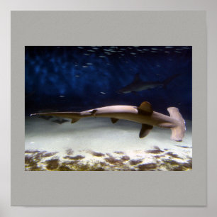 Affiches Poisson Requin Nager Gris Grey Guy Gal Destiny