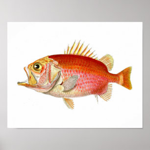 Affiches Poisson rouge Poisson d'antiquité Imprimer no 6 Dé