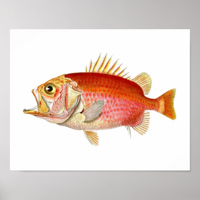 Affiches Poisson rouge Poisson d'antiquité Imprimer no 6 Dé (Devant)