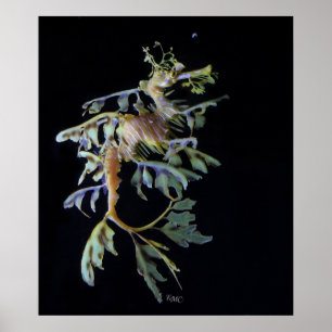 Affiches Poisson Seadragon & crevettes mysid