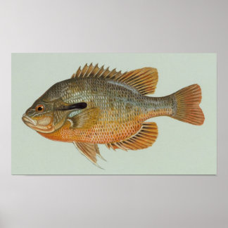 Affiches Poisson sémite - Lepomis auritus