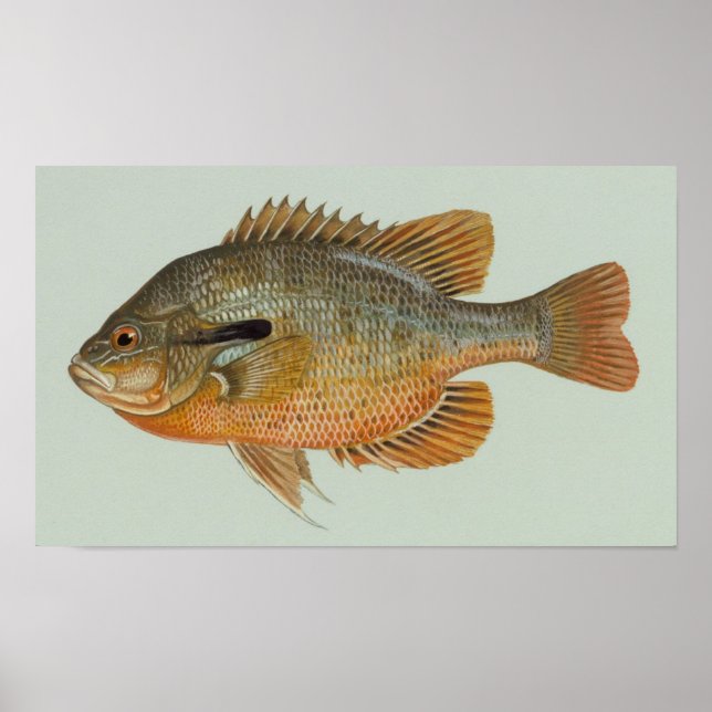 Affiches Poisson sémite - Lepomis auritus (Devant)