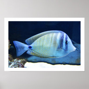 Affiches Poisson tropical