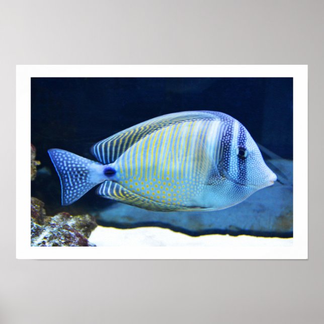 Affiches Poisson tropical (Devant)