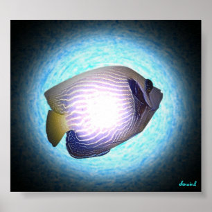 Affiches Poisson tropical