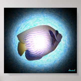 Affiches Poisson tropical