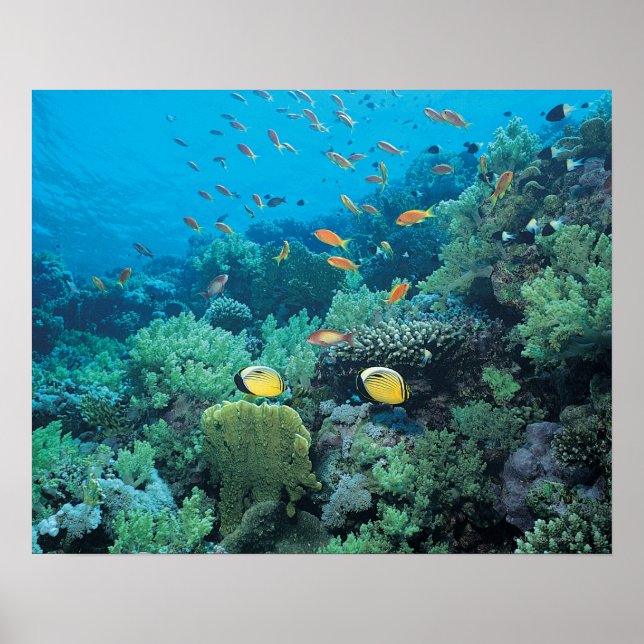 Affiches Poisson tropical nageant sur le récif (Devant)