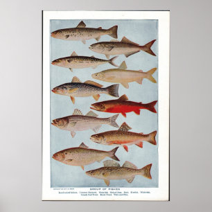 Affiches Poisson vintage