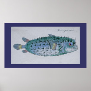 Affiches Poisson vintage