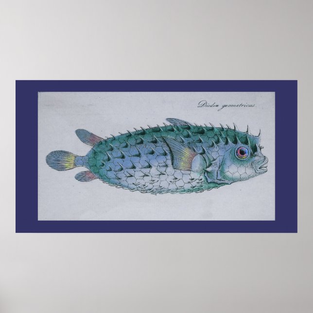 Affiches Poisson vintage (Devant)