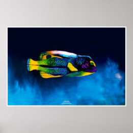 Affiches Poissons-anges par Johannes Stötter