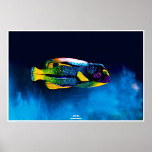 Affiches Poissons-anges par Johannes Stötter