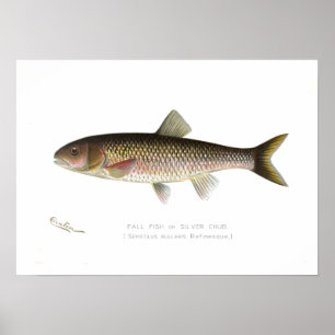 Affiches Poissons de chute ou chabot d'argent