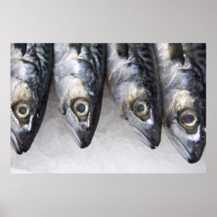 Affiches Poissons de maquereau, crochet frais du jour