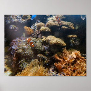 Affiches Poissons de récif - Clownfish