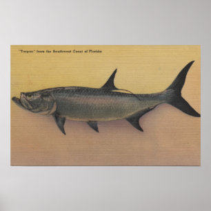 Affiches Poissons de tarpon de côte de commutateur de