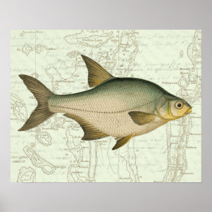 Affiches Poissons d'eau douce sur carte