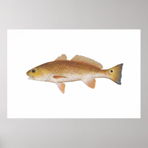Affiches Poissons rouges - tambour rouge