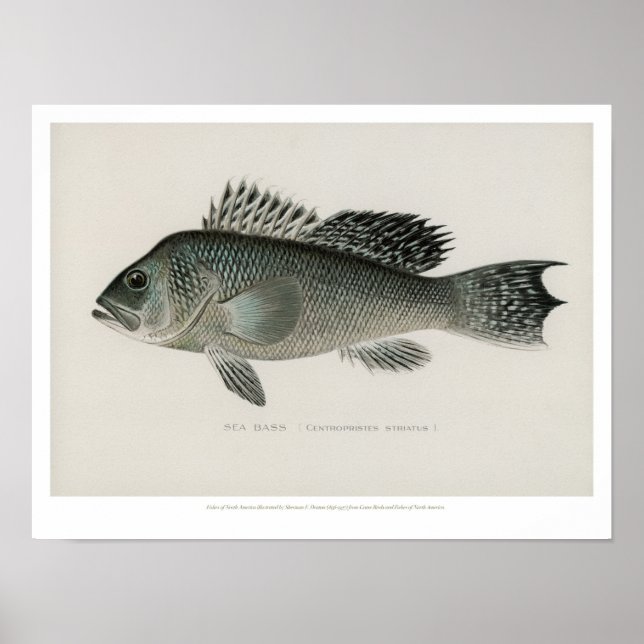 Affiches Poissons vintages - Basse de mer (Devant)