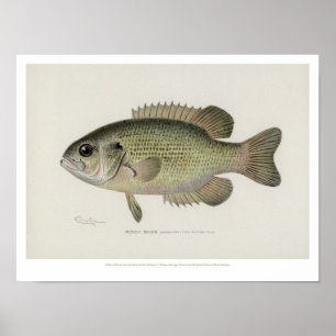 Affiches Poissons vintages - poissons de basse de roche -
