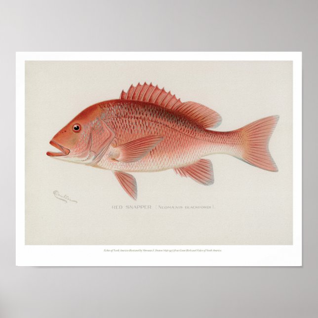 Affiches Poissons vintages - Red Snapper (Devant)
